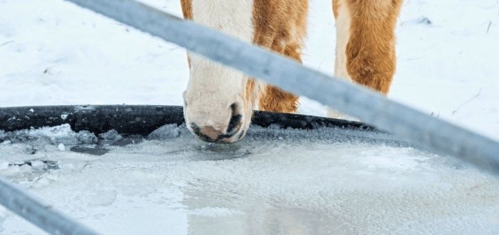 Häst dricker ur ett delvis isbelagt vattenkar i vinterhagen